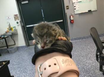 Domestic Short Hair Cats Available for Adoption in Thousand Palms, California - A1911184 | PetCurious