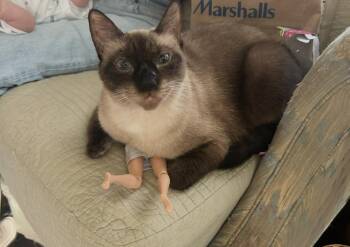 Siamese Cats Available for Adoption in Pitman, New Jersey - Willow | PetCurious