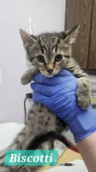 Rescue Domestic Short Hair Cats for Adoption in Lakewood, Colorado - Biscotti | PetCurious