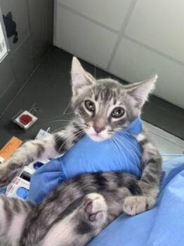 Pepsi -  Domestic Short Hair Cat for Adoption in Fort Worth, Texas - Pepsi | PetCurious
