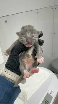 Domestic Short Hair Cats Available for Adoption in Sevierville, Tennessee - Camden | PetCurious