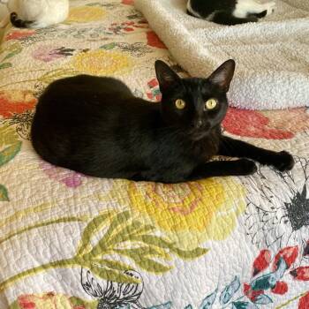 Rescue Domestic Short Hair Cats for Adoption in Los Angeles, California - Runty | PetCurious
