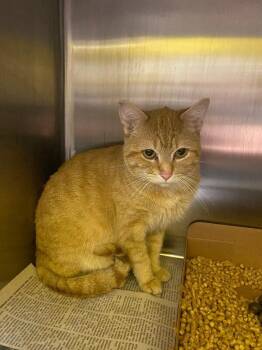 Domestic Short Hair Cats Available for Adoption - Katsudon | PetCurious