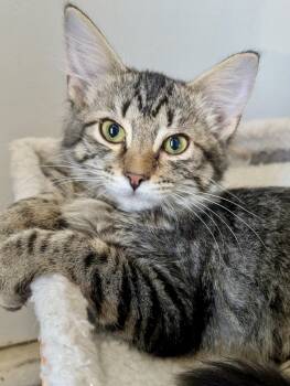 Rescue Tabby Cats for Adoption - Rigsby | PetCurious