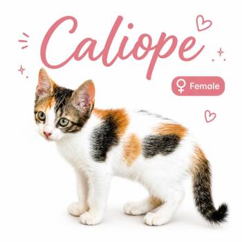 Caliope -  Domestic Short Hair Cat for Adoption in Naranjito, Naranjito - Caliope | PetCurious