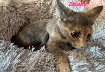 Jolene - Not at shelter (Kori) -  Domestic Short Hair Cat for Adoption in Rustburg, Virginia - Jolene - Not At Shelter (Kori) | PetCurious