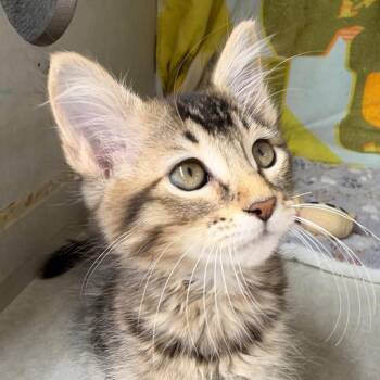 Chanel -  Domestic Medium Hair Cat for Adoption in Colorado Springs, Colorado - Chanel | PetCurious