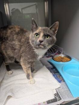 Domestic Short Hair Cats Available for Adoption in Louisburg, North Carolina - Precious | PetCurious