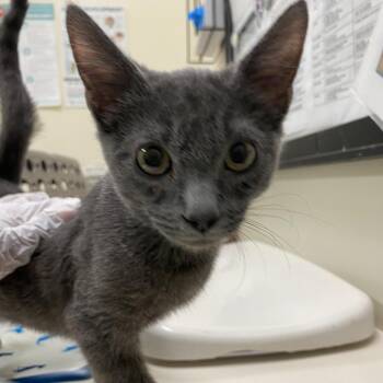 Winston -  Domestic Short Hair Cat for Adoption in Lynchburg, Virginia - Winston | PetCurious