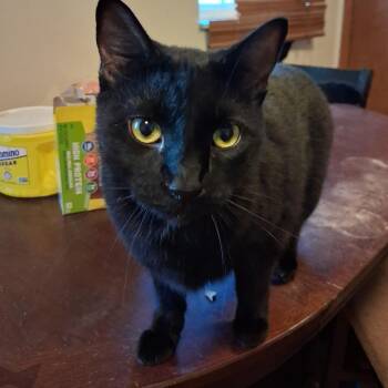 Shadow -  Domestic Short Hair Cat for Adoption in Huntington, West Virginia - Shadow | PetCurious