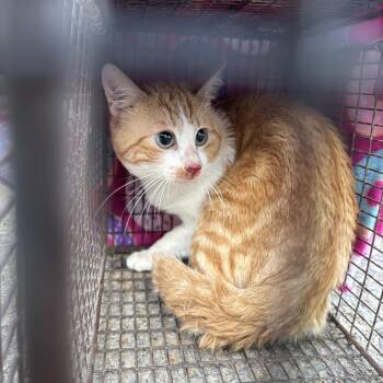 Domestic Short Hair Cats Available for Adoption in Conway, Arkansas - Sunrise BARN CAT | PetCurious