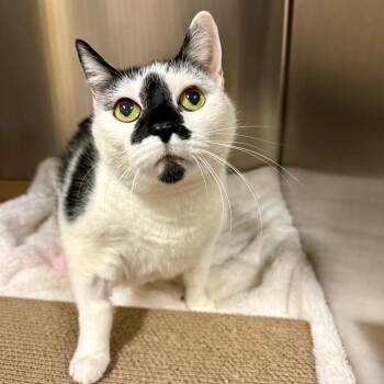 Domestic Short Hair Cats Available for Adoption - Lizzy | PetCurious