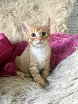 Kerfluffle -  Domestic Short Hair Cat for Adoption in Jefferson, Louisiana - Kerfluffle | PetCurious