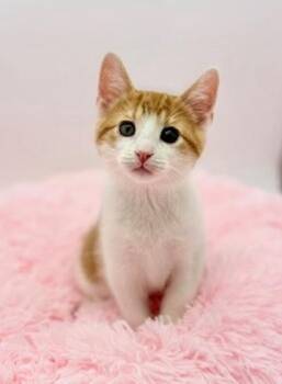 Domestic Short Hair Cats Available for Adoption in Covington, Louisiana - Sledgehammer | PetCurious