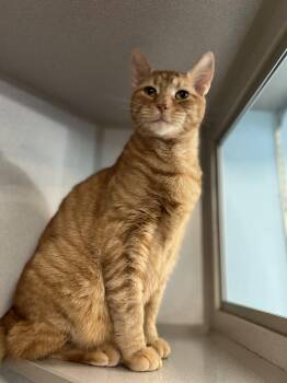 Rescue Domestic Short Hair Cats for Adoption in Bear, Delaware - Kringle | PetCurious