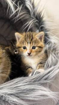 Domestic Short Hair Cats Available for Adoption - Sugar | PetCurious