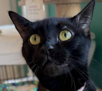 Rescue American Shorthair Cats for Adoption in Hull, Massachusetts - Myla | PetCurious