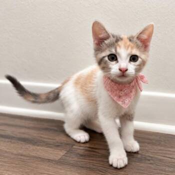 Busy Bee Bethany -  Dilute Calico and Domestic Short Hair Cat for Adoption in Friendswood, Texas - Busy Bee Bethany | PetCurious