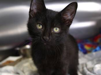 Domestic Short Hair Cats Available for Adoption in Tallahassee, Florida - WINSTON | PetCurious