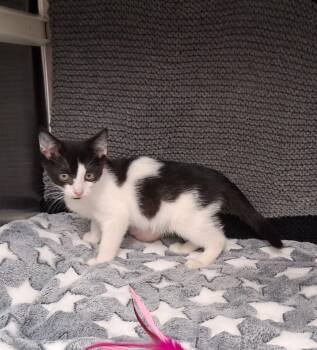 Puddle Jumper -  Domestic Short Hair Cat for Adoption in Shepherdsville, Kentucky - Puddle Jumper | PetCurious