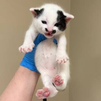 Lucian -  Domestic Short Hair Cat for Adoption in Birmingham, Alabama - Lucian | PetCurious