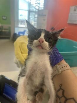 EDGAR -  Domestic Short Hair Cat for Adoption in Louisville, Kentucky - EDGAR | PetCurious