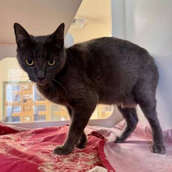 POPPY -  Domestic Short Hair Cat for Adoption in Riverside, California - POPPY | PetCurious