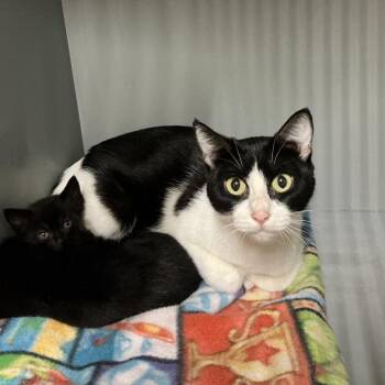Momma Holstein -  Domestic Short Hair Cat for Adoption in Newberg, Oregon - Momma Holstein | PetCurious