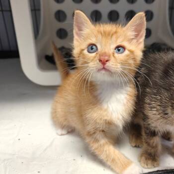 Henry -  Domestic Short Hair Cat for Adoption in New Orleans, Louisiana - Henry | PetCurious