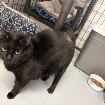 Margo -  Domestic Short Hair Cat for Adoption in Carroll, Iowa - Margo | PetCurious