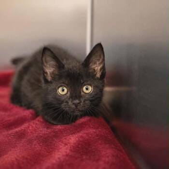 Minnie -  Domestic Short Hair Cat for Adoption in Newport, Tennessee - Minnie | PetCurious