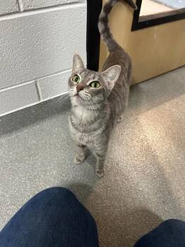 Dapper -  Domestic Short Hair Cat for Adoption in Chattanooga, Tennessee - Dapper | PetCurious