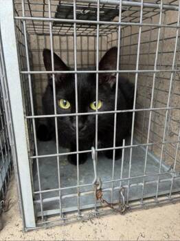 A801056 -  Domestic Short Hair Cat for Adoption in Louisville, Kentucky - A801056 | PetCurious