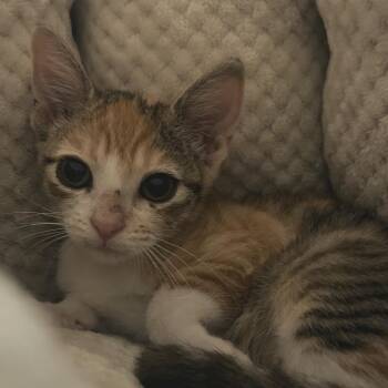 Itty Bitty -  Domestic Short Hair Cat for Adoption in Austin, Texas - Itty Bitty | PetCurious