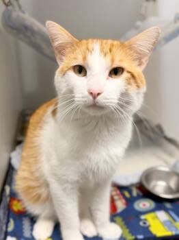 James -  Domestic Short Hair Cat for Adoption in Menomonie, Wisconsin - James | PetCurious