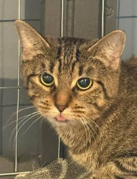 Savannah -  Domestic Short Hair Cat Available for Adoption in Mississauga, Ontario - Savannah | PetCurious
