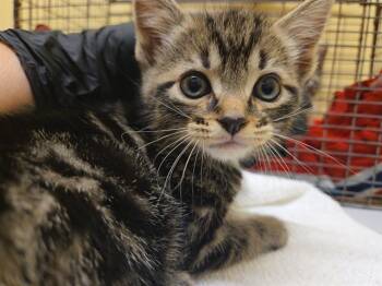MARK -  Domestic Short Hair Cat for Adoption in Tustin, California - MARK | PetCurious