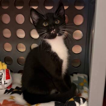 Grasshopper -  Domestic Short Hair Cat for Adoption in Keizer, Oregon - Grasshopper | PetCurious