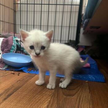 Q-tip -  Domestic Short Hair Cat for Adoption in Bismarck, North Dakota - Q-tip | PetCurious