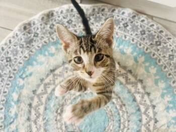 Daffodil -  Domestic Short Hair Cat for Adoption in Alafaya, Florida - Daffodil | PetCurious
