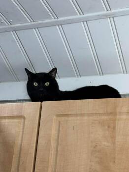 Domestic Short Hair Cats Available for Adoption in Tillsonburg, Ontario - TITAN | PetCurious