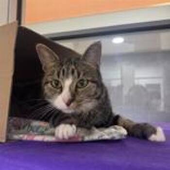 Jenny -  Domestic Short Hair Cat for Adoption in Hilliard, Ohio - Jenny | PetCurious