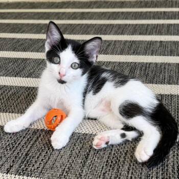 Panda -  Domestic Short Hair Cat for Adoption in Jupiter, Florida - Panda | PetCurious