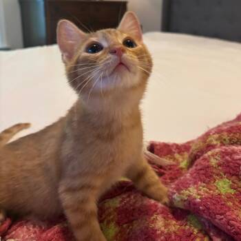 Boulevard -  Domestic Short Hair Cat for Adoption in Richmond, Virginia - Boulevard | PetCurious