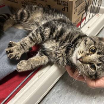 Rescue Domestic Short Hair Cats for Adoption in Branson, Missouri - Marci | PetCurious