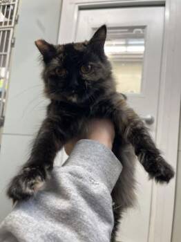 Tessa -  Domestic Long Hair and Domestic Short Hair Cat for Adoption in Humboldt, Iowa - Tessa | PetCurious