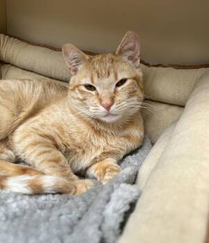 Bonkers -  Domestic Short Hair Cat for Adoption in Maple Ridge, British Columbia - Bonkers | PetCurious