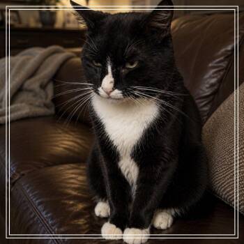 Bolle -  Domestic Short Hair Cat Available for Adoption in Monroe, Michigan - Bolle | PetCurious