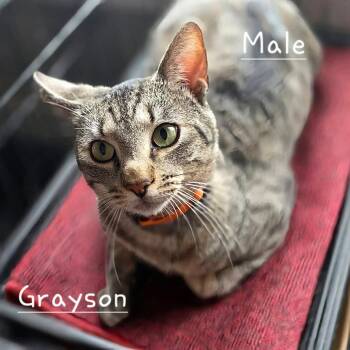 Domestic Short Hair Cats Available for Adoption in Dekalb, Illinois - Grayson | PetCurious