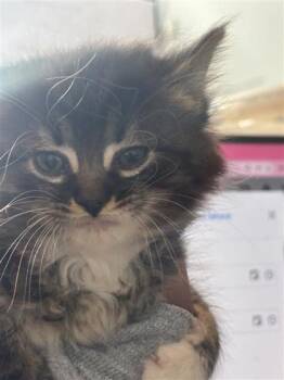 Bellatrix -  Domestic Medium Hair and Domestic Short Hair Cat for Adoption in West Chester, Pennsylvania - Bellatrix | PetCurious